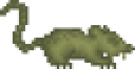 시궁창쥐